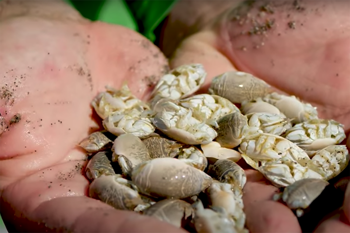 How to Catch Hidden Fishing Bait on the Beach 