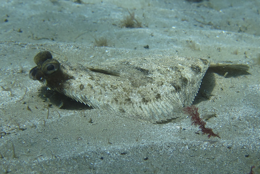 Targeting Doormat Flounder