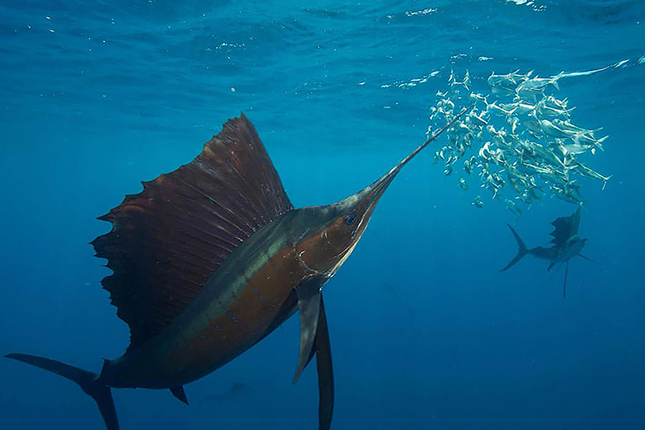 Billfish: The Great Saltwater Sport