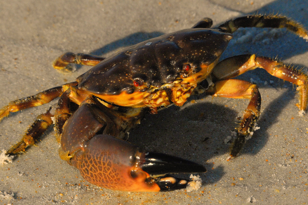 Ultimate Guide to Shellfish in the Florida Keys