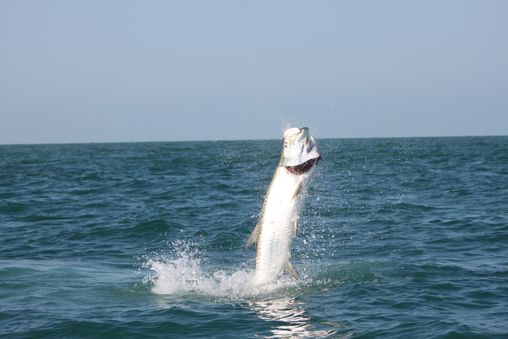 Florida Saltwater Bucket List