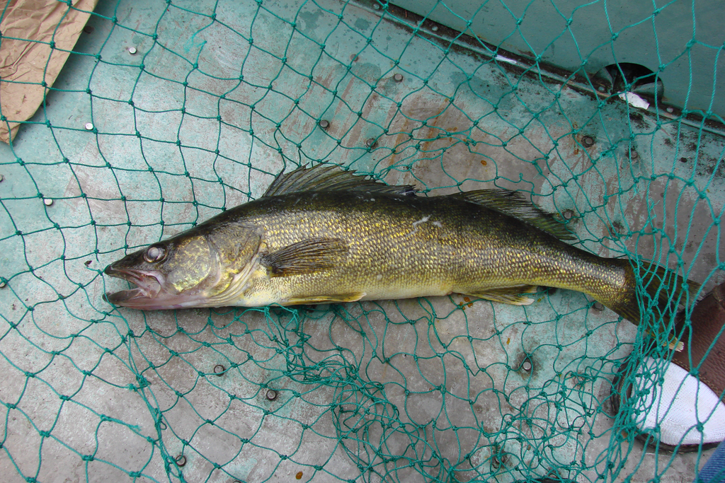 4 Tips for Hunting Walleye in the Dog Days of Summer